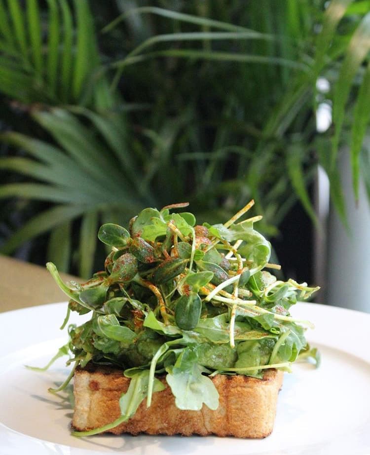 Strathcona Microgreens gallery image 10