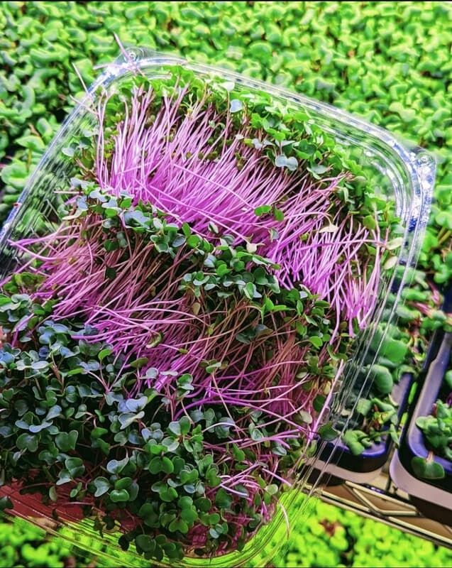 Strathcona Microgreens gallery image 12