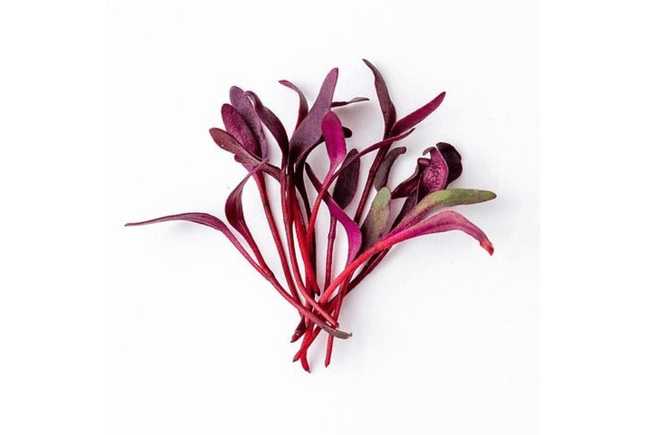 Beets Bull's Blood specialty herbs grown by Strathcona Microgreens in Edmonton