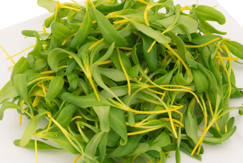 Yellow Swiss Chard specialty herbs grown by Strathcona Microgreens in Edmonton