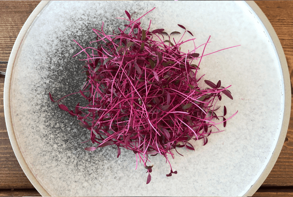 Amaranth specialty herbs grown by Strathcona Microgreens in Edmonton