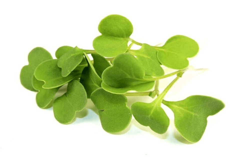 Arugula specialty herbs grown by Strathcona Microgreens in Edmonton