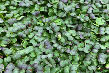 Bok Choy microgreens grown by Strathcona Microgreens in Edmonton