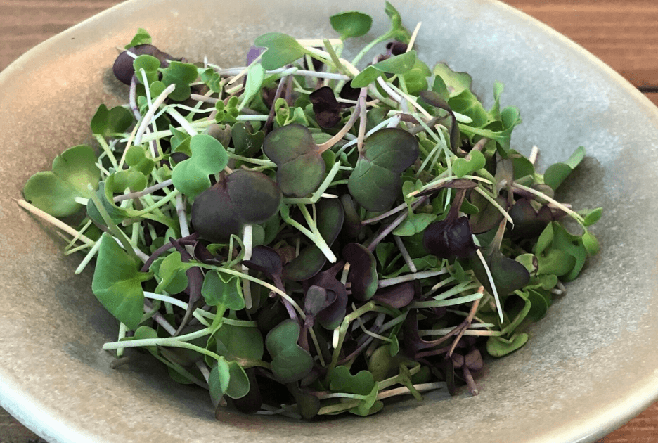 Brassica Blend microgreen blend grown by Strathcona Microgreens in Edmonton