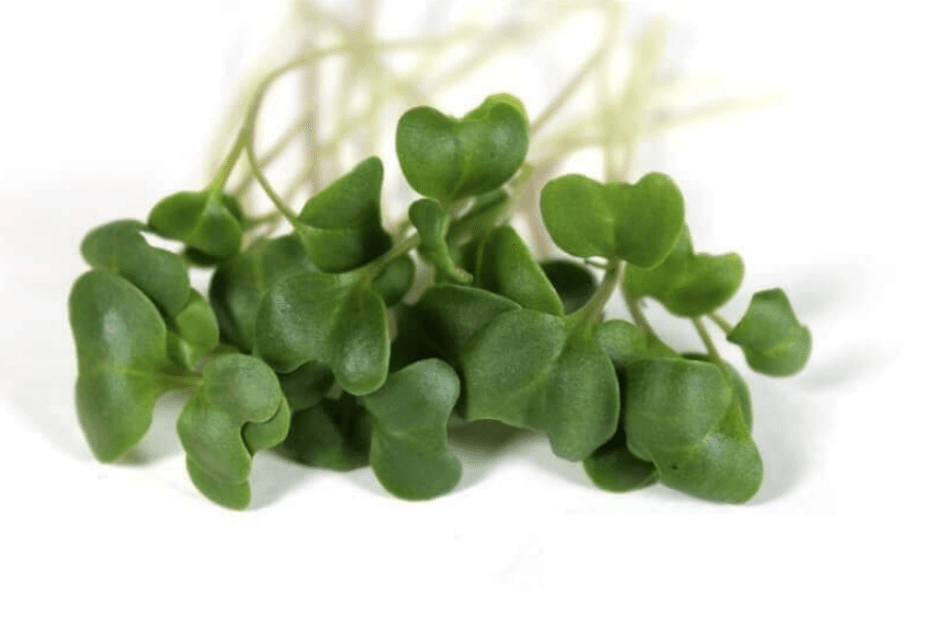 Broccoli microgreens grown by Strathcona Microgreens in Edmonton