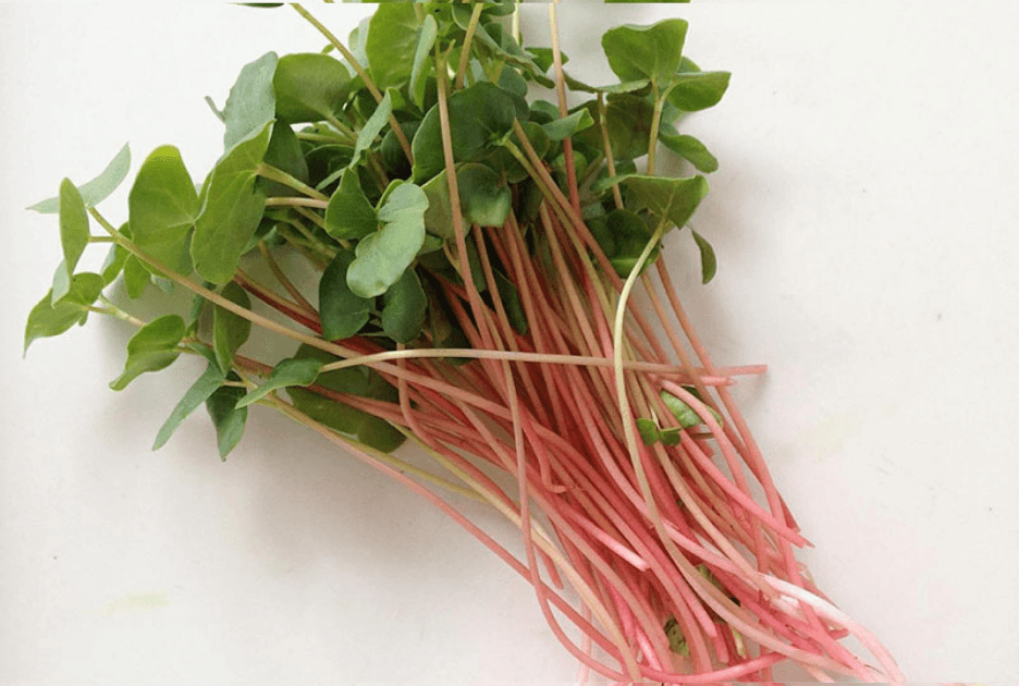 Buckwheat microgreens grown by Strathcona Microgreens in Edmonton