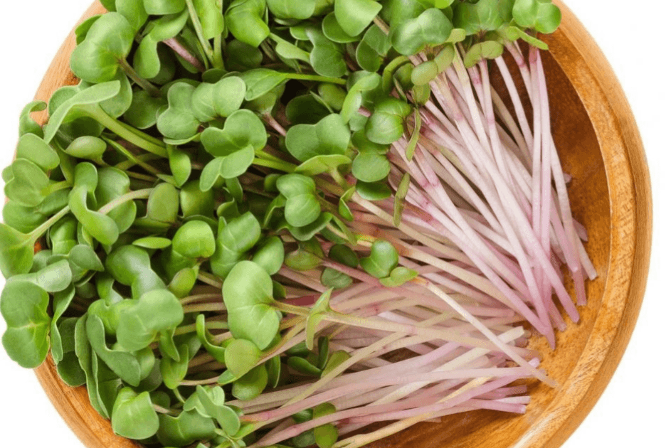 Daikon Radish microgreens grown by Strathcona Microgreens in Edmonton