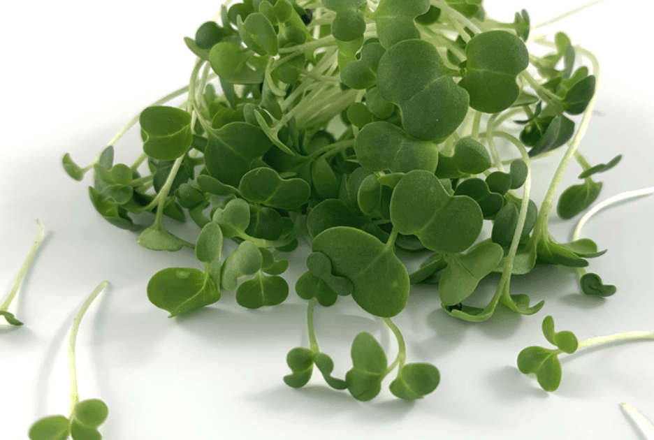 Green Kale microgreens grown by Strathcona Microgreens in Edmonton