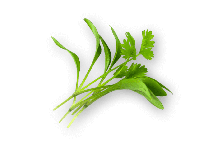 Micro Cilantro specialty herbs grown by Strathcona Microgreens in Edmonton