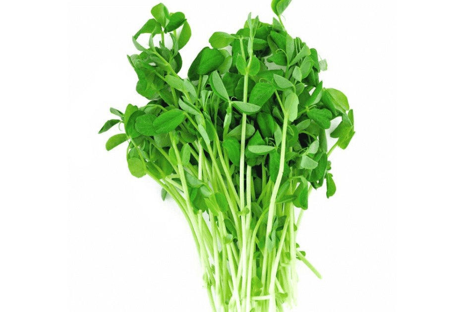 Pea Shoots grown by Strathcona Microgreens in Edmonton