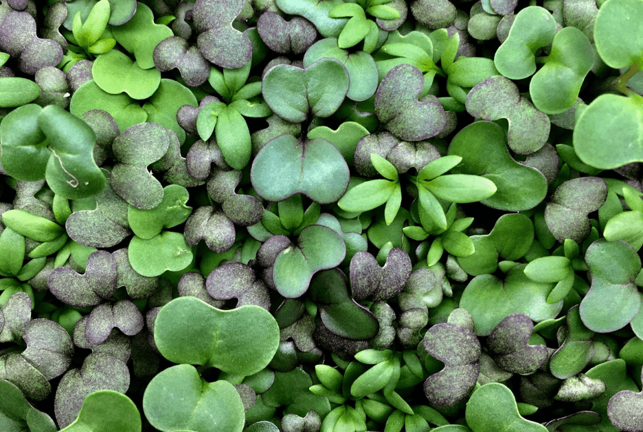 Petite Spicy Mix microgreen blend grown by Strathcona Microgreens in Edmonton