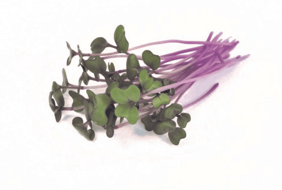 Purple Kohlrabi microgreens grown by Strathcona Microgreens in Edmonton