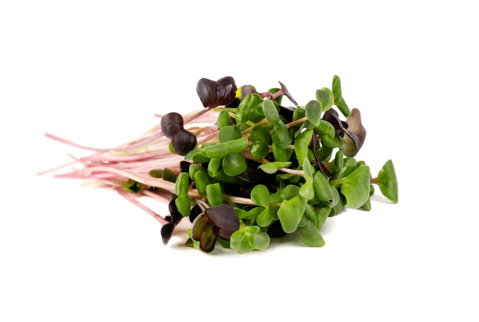 Rainbow Radish microgreen blend grown by Strathcona Microgreens in Edmonton