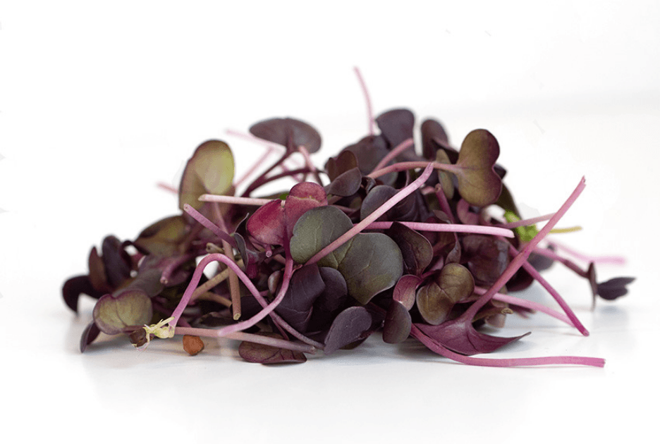 Red Radish microgreens grown by Strathcona Microgreens in Edmonton