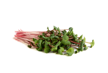 Ruby Stemmed Radish microgreens grown by Strathcona Microgreens in Edmonton