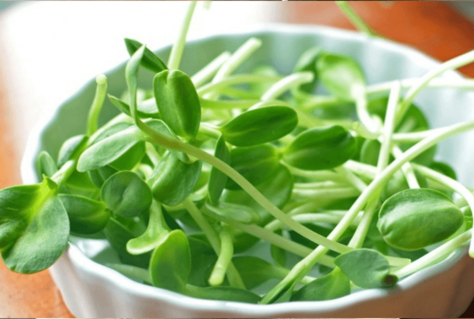 Sunflower Shoots grown by Strathcona Microgreens in Edmonton