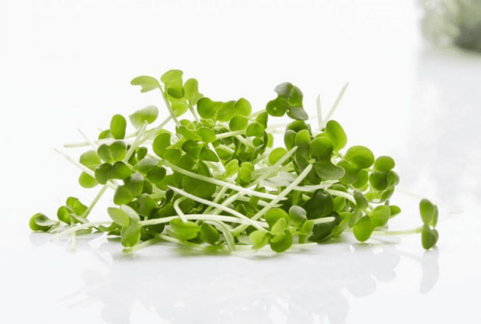 Tatsoi Mustard microgreens grown by Strathcona Microgreens in Edmonton