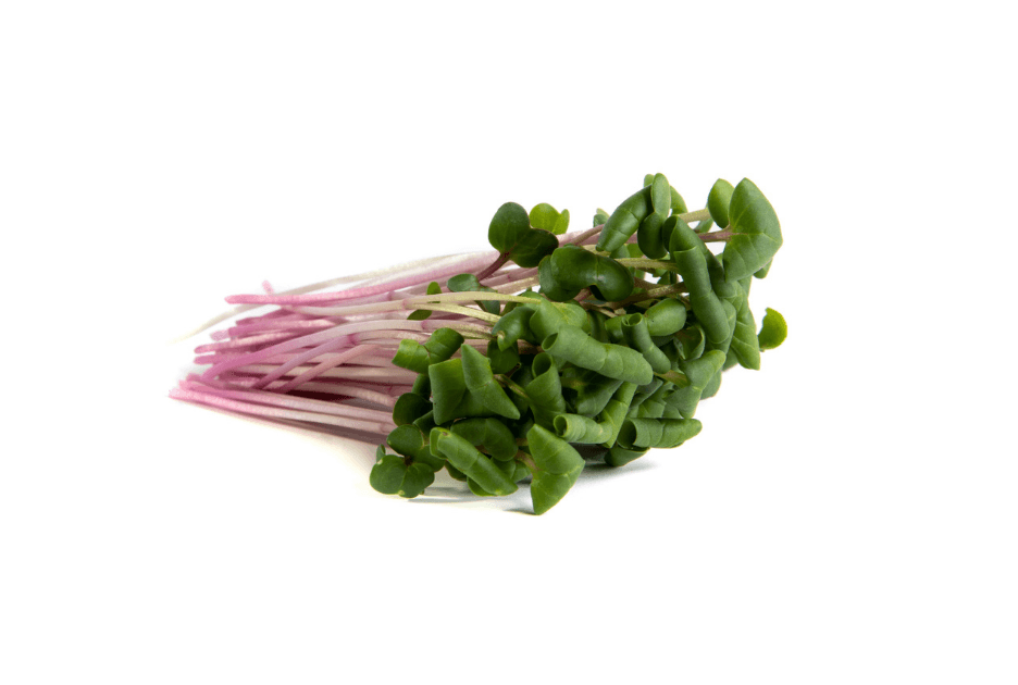 Triton Radish microgreens grown by Strathcona Microgreens in Edmonton