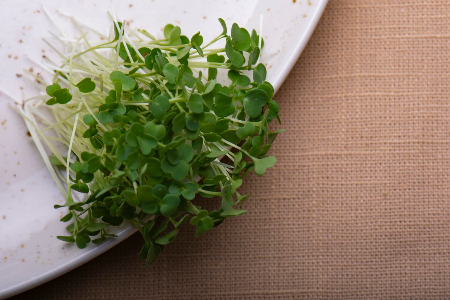 Arugula chef menu photo from Strathcona Microgreens