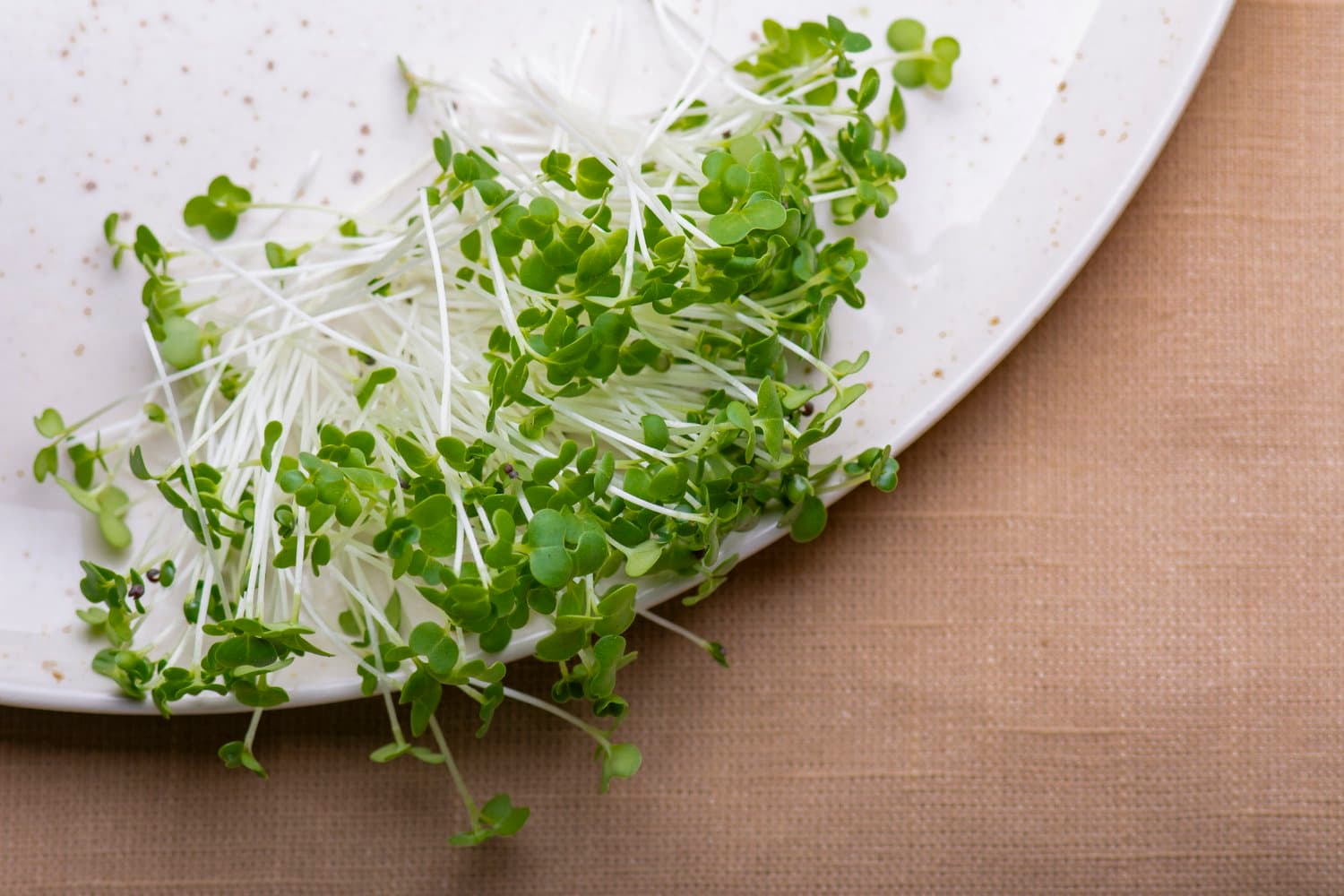 Bok Choy chef menu photo from Strathcona Microgreens