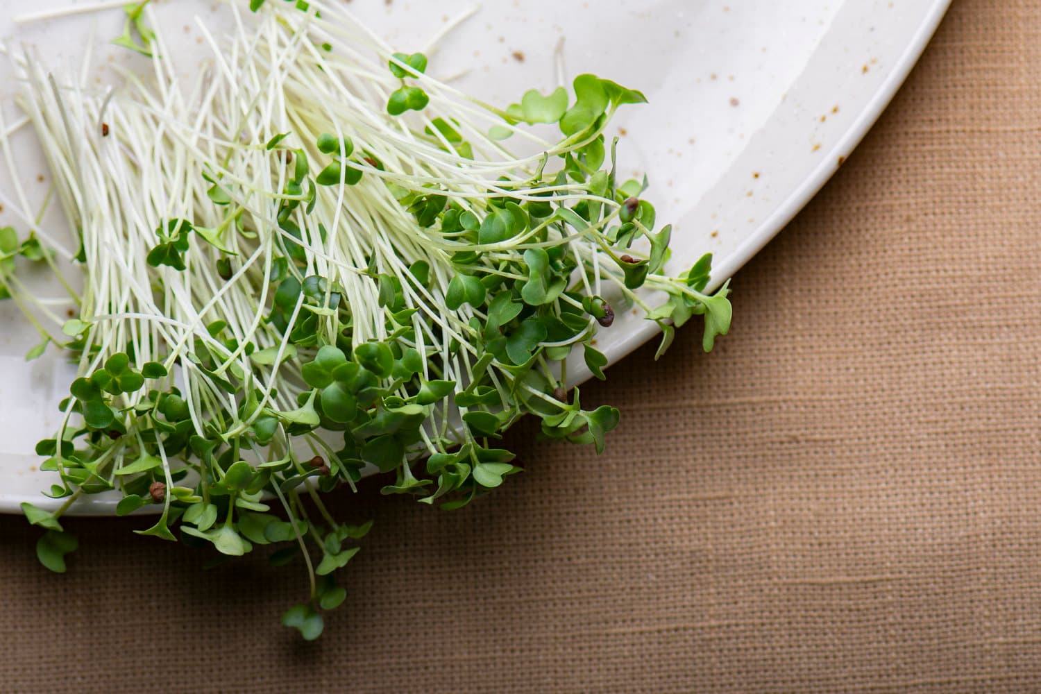 Broccoli chef menu photo from Strathcona Microgreens