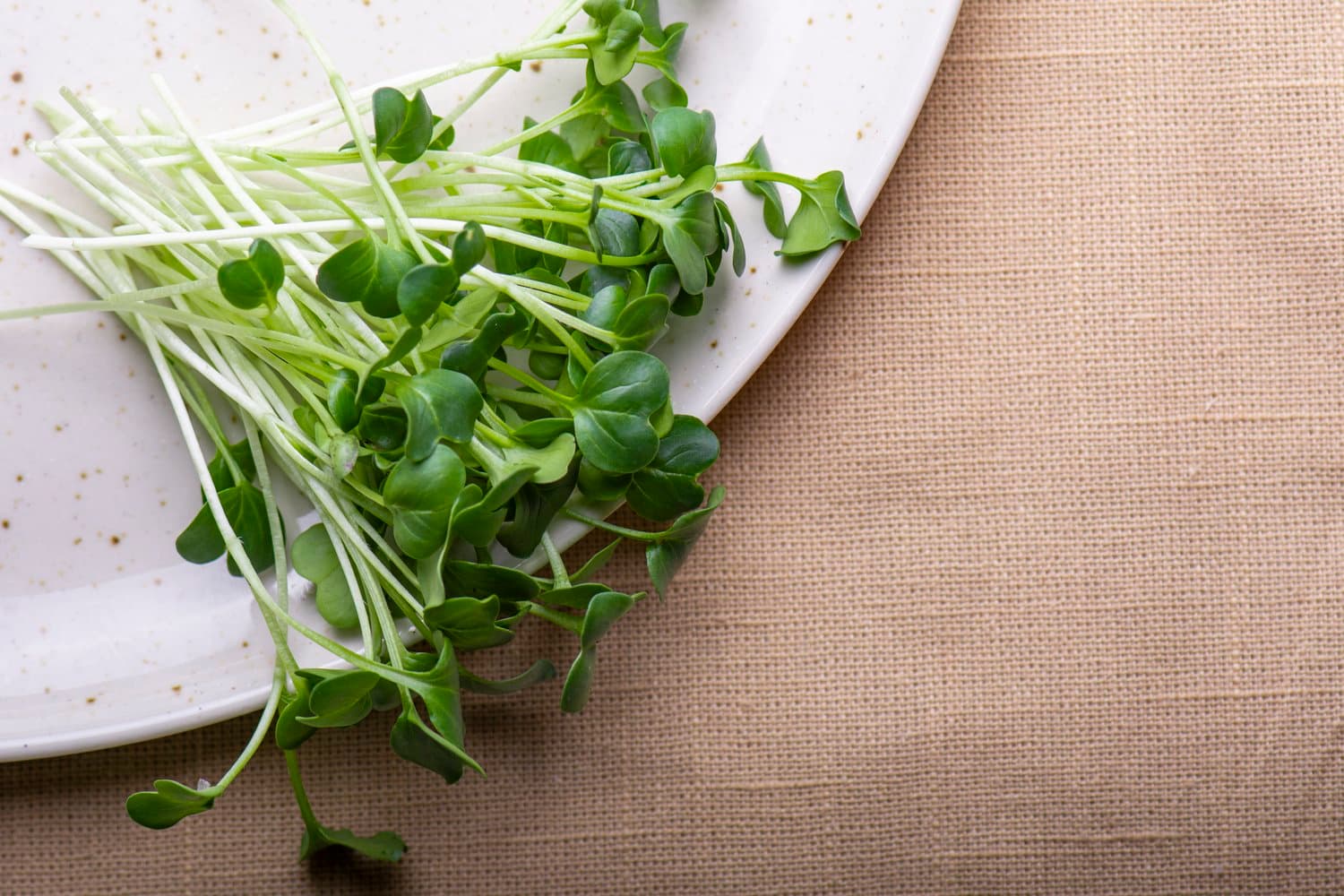 Daikon Radish chef menu photo from Strathcona Microgreens