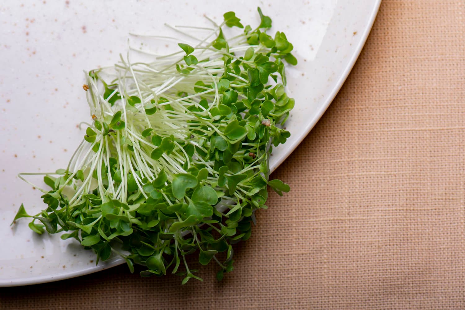 Green Kale chef menu photo from Strathcona Microgreens