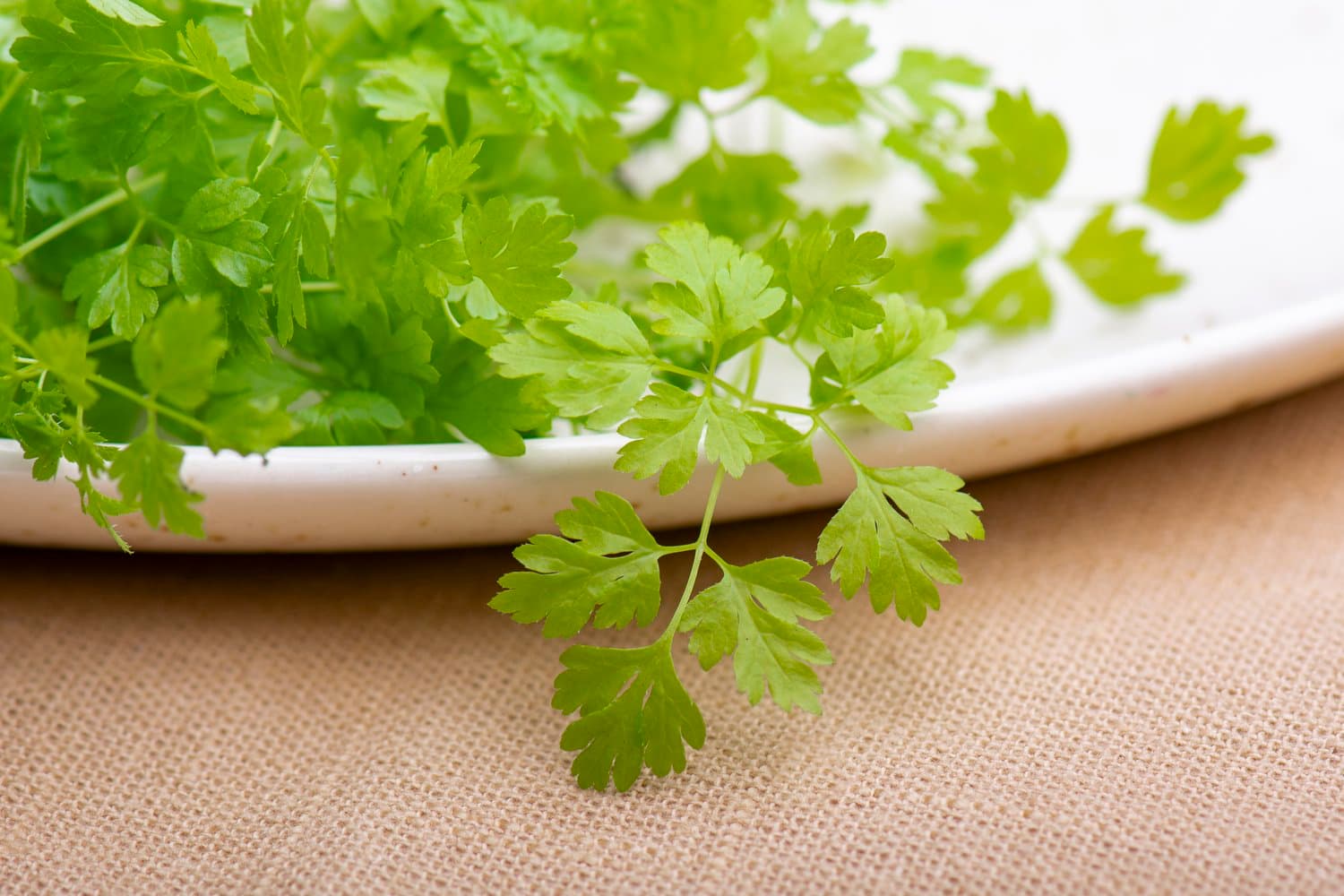 Micro Chervil chef menu photo from Strathcona Microgreens