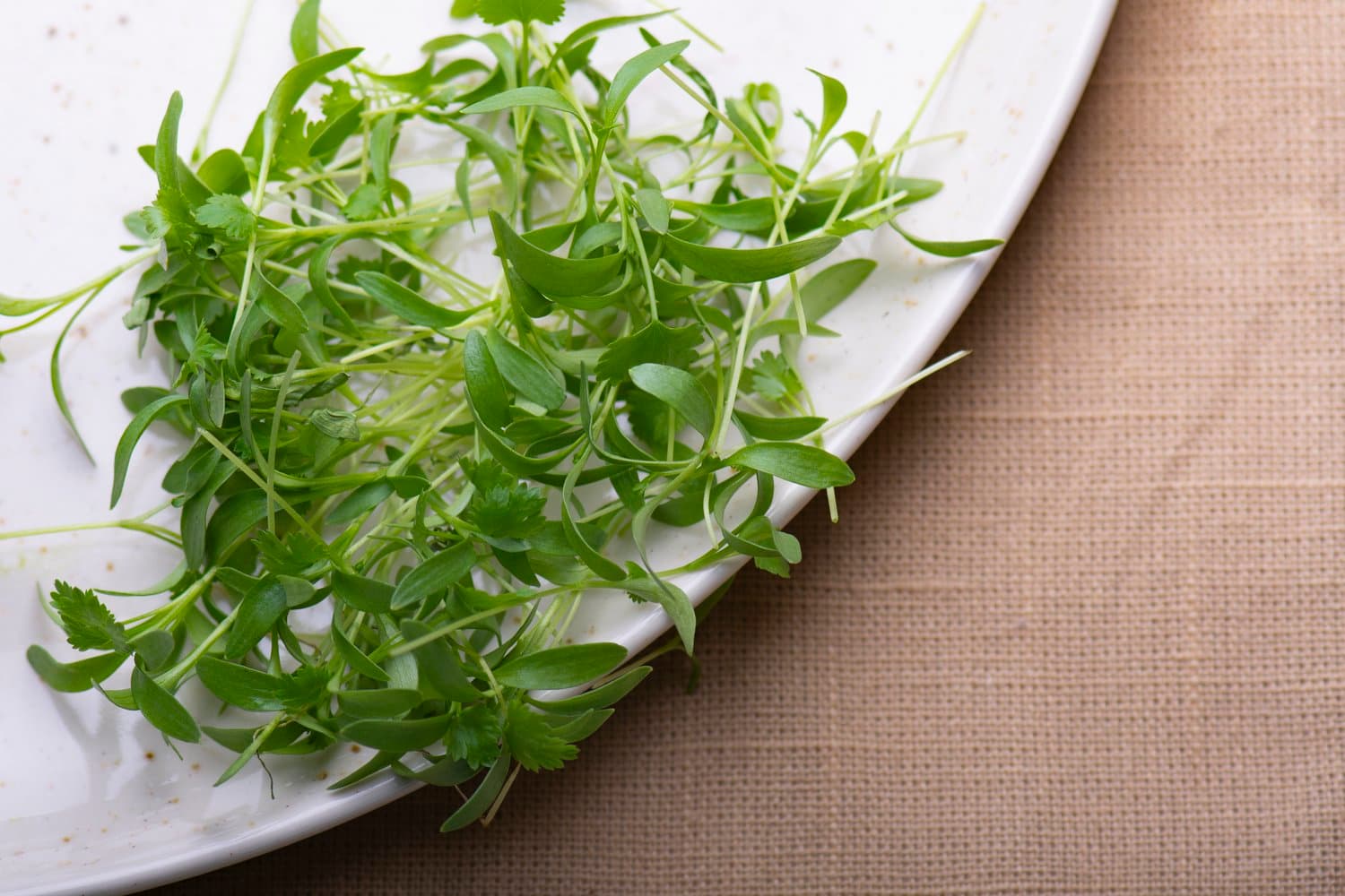 Micro Cilantro chef menu photo from Strathcona Microgreens