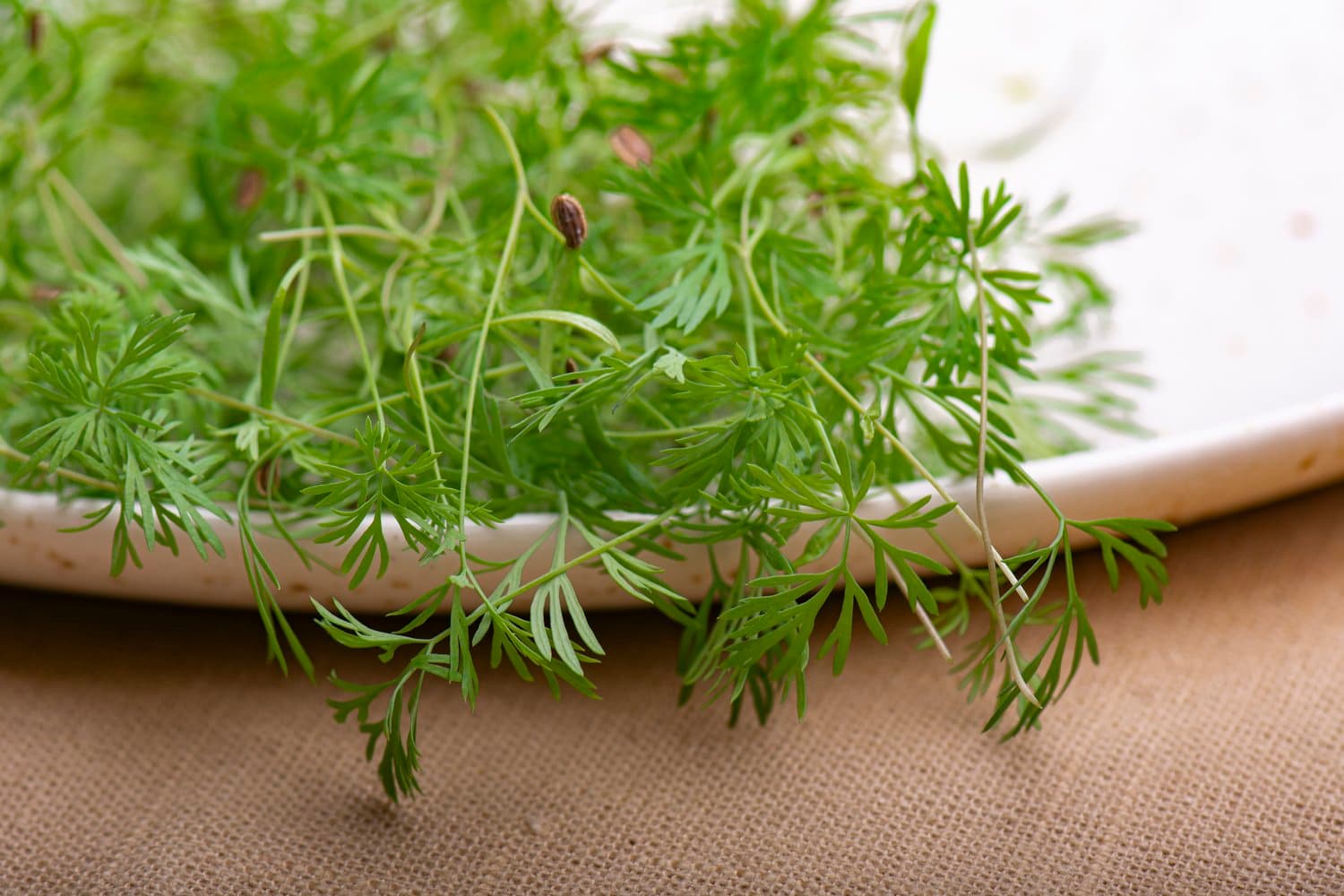 Micro Dill chef menu photo from Strathcona Microgreens