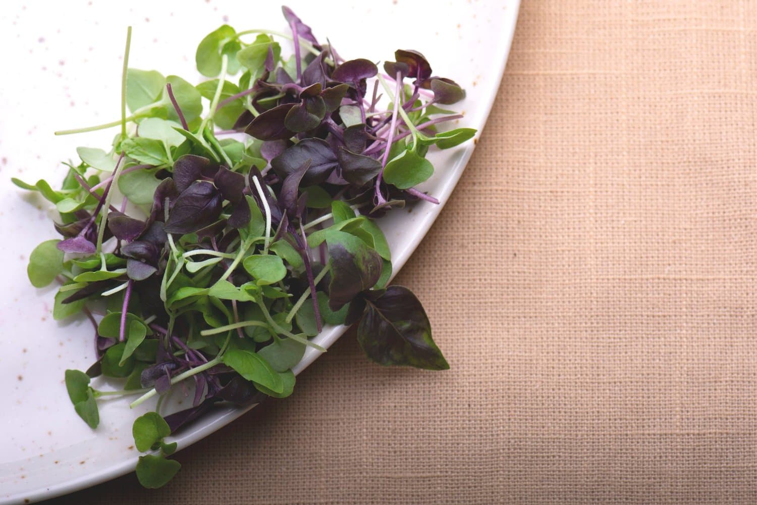 Mixed Basil chef menu photo from Strathcona Microgreens