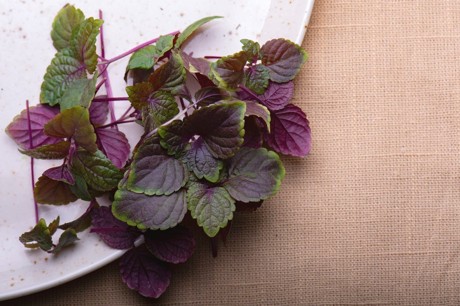 Mixed Shiso chef menu photo from Strathcona Microgreens