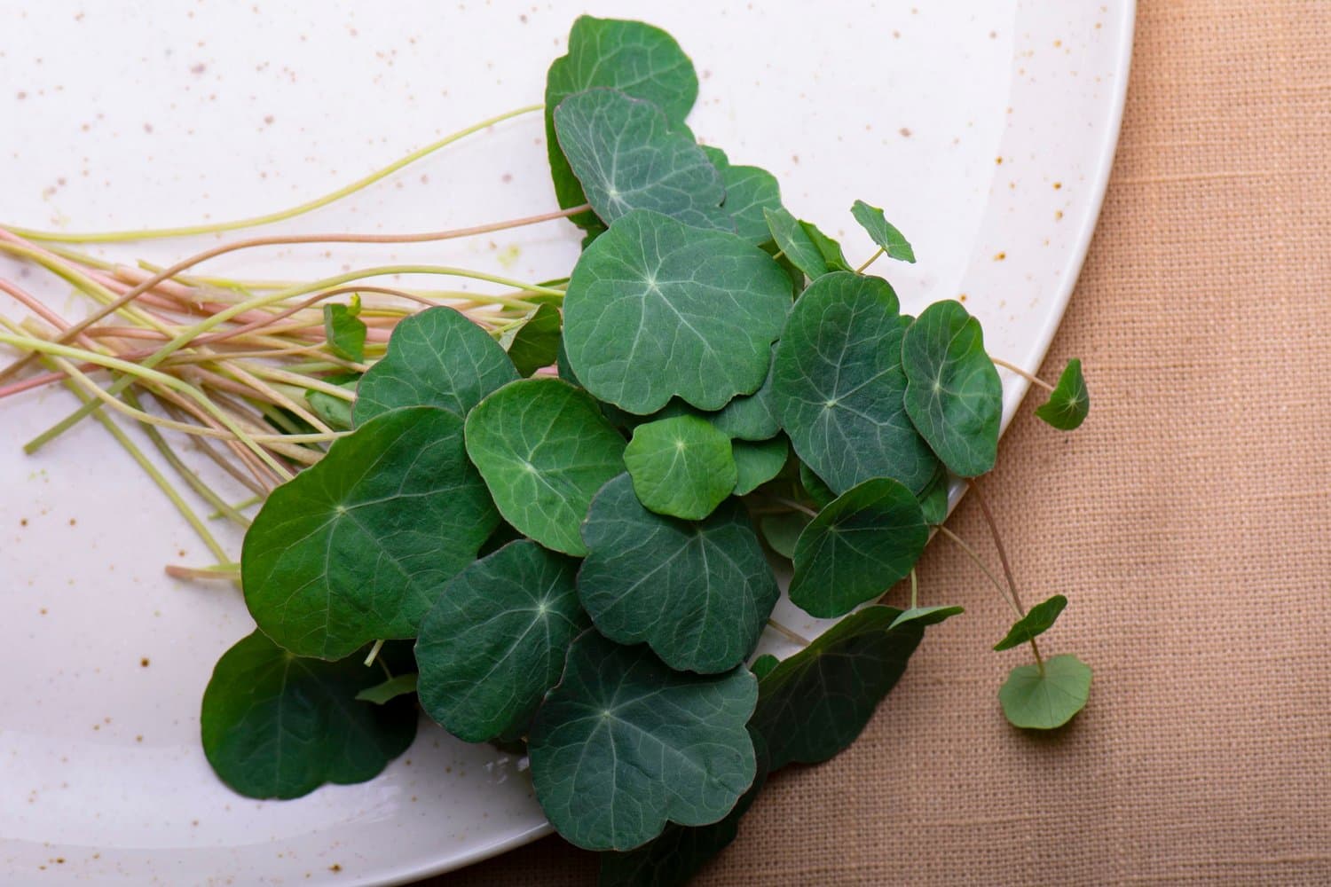 Nasturtium chef menu photo from Strathcona Microgreens