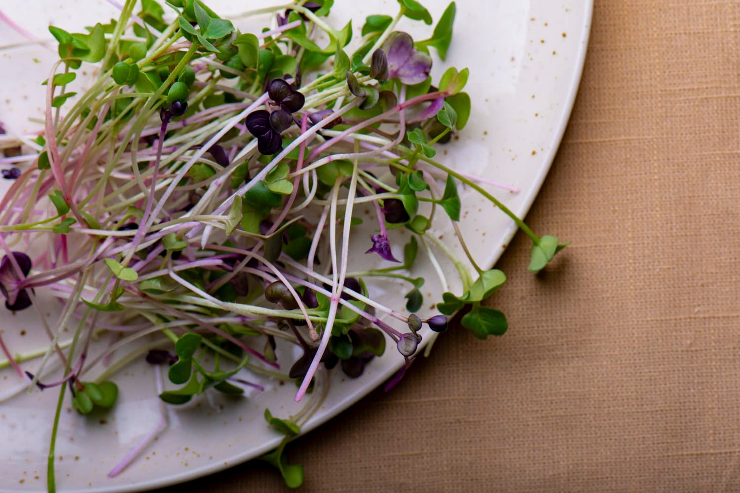 Rainbow Radish chef menu photo from Strathcona Microgreens