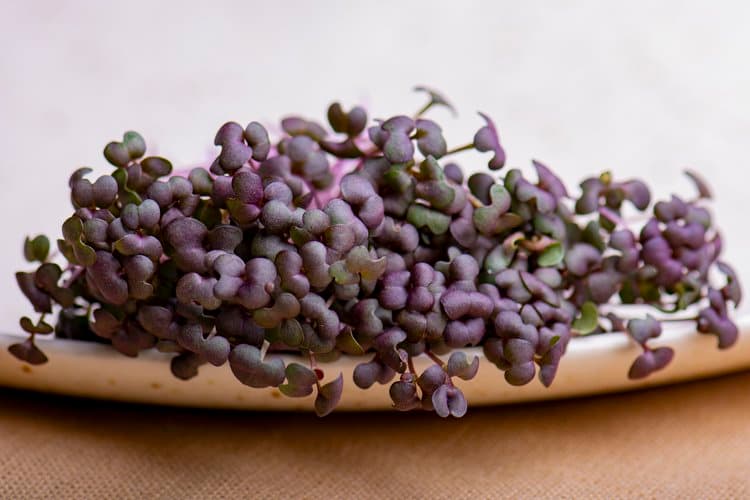 Red Mizuna Mustard chef menu photo from Strathcona Microgreens