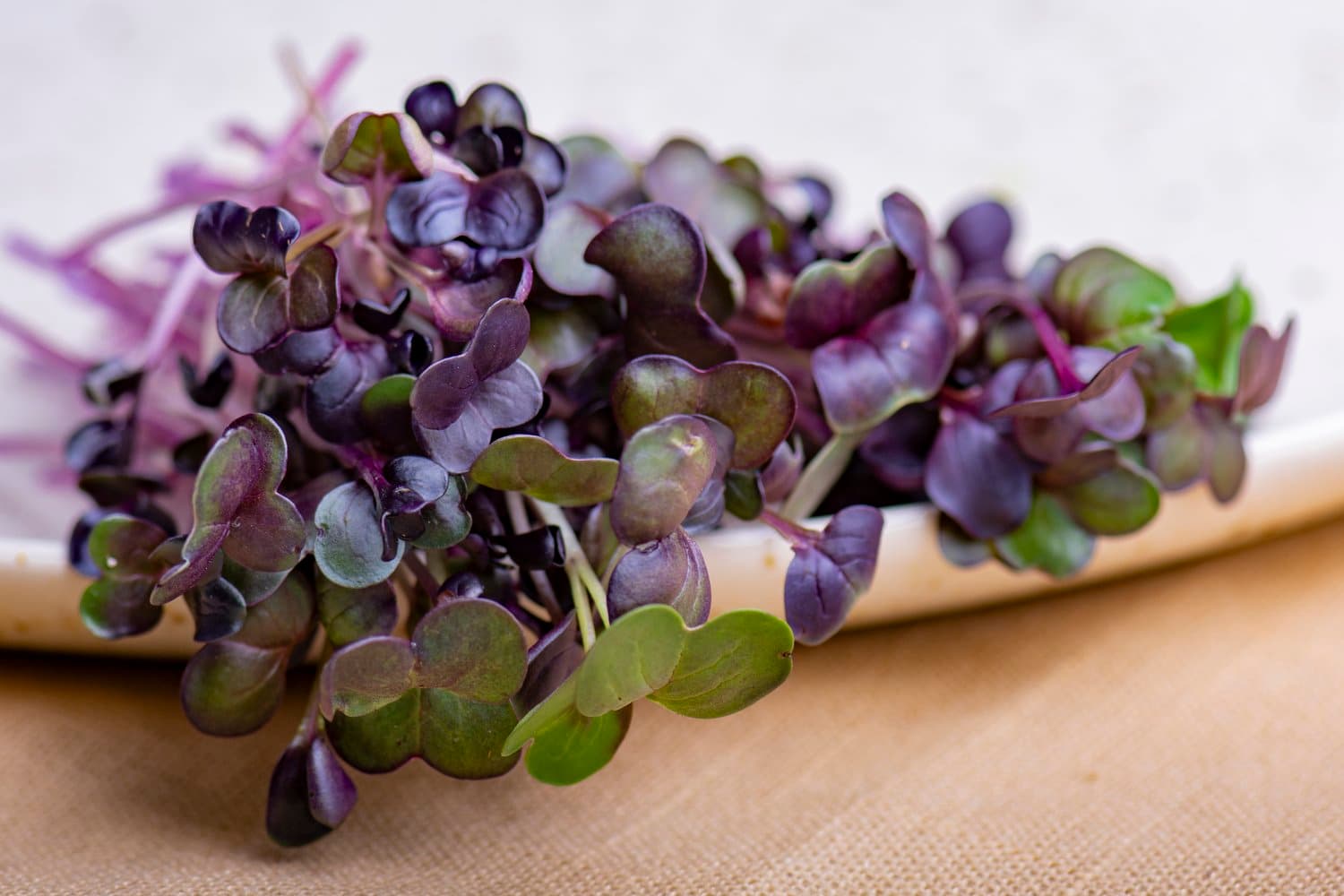 Red Radish chef menu photo from Strathcona Microgreens