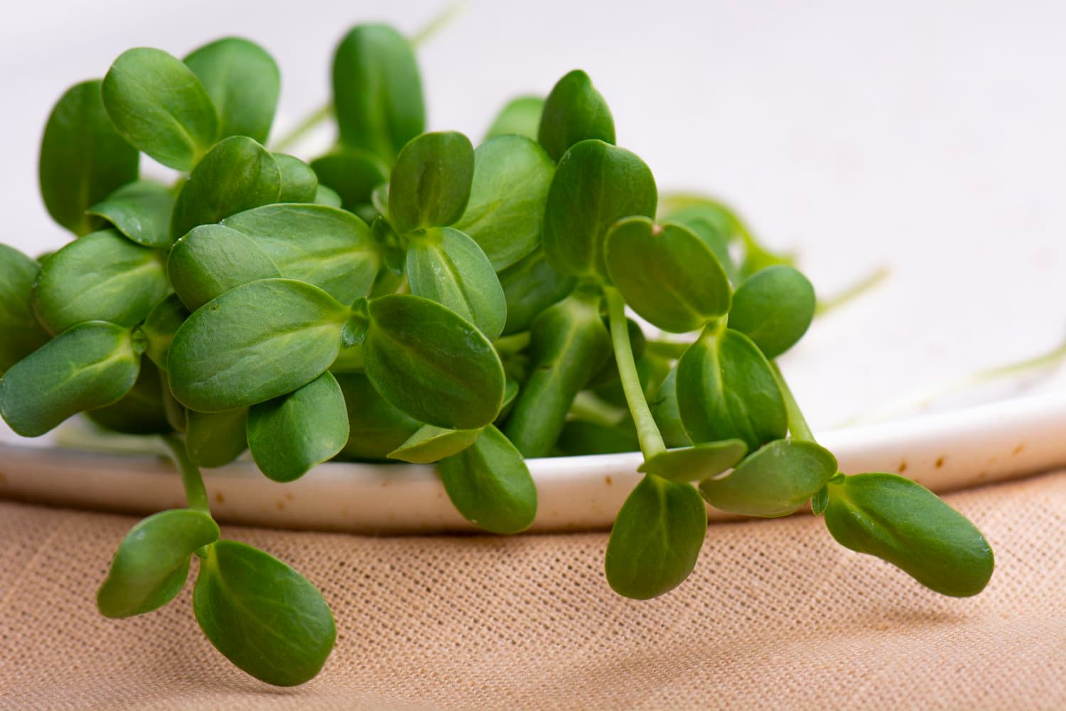 Sunflower Shoots chef menu photo from Strathcona Microgreens
