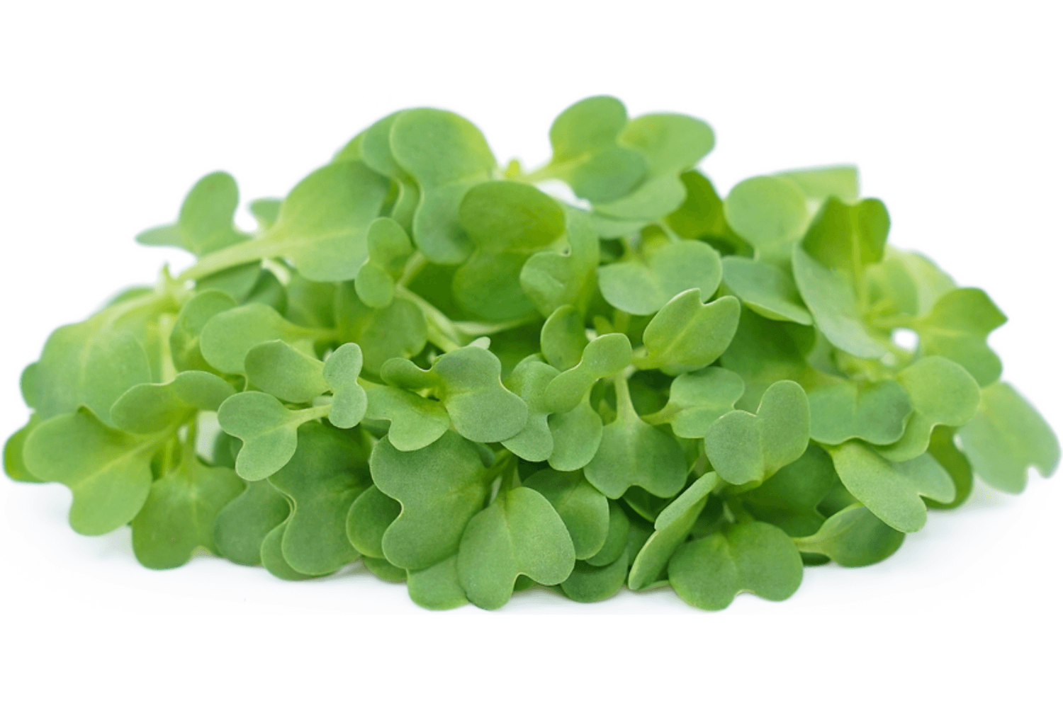 Yellow Mustard chef menu photo from Strathcona Microgreens