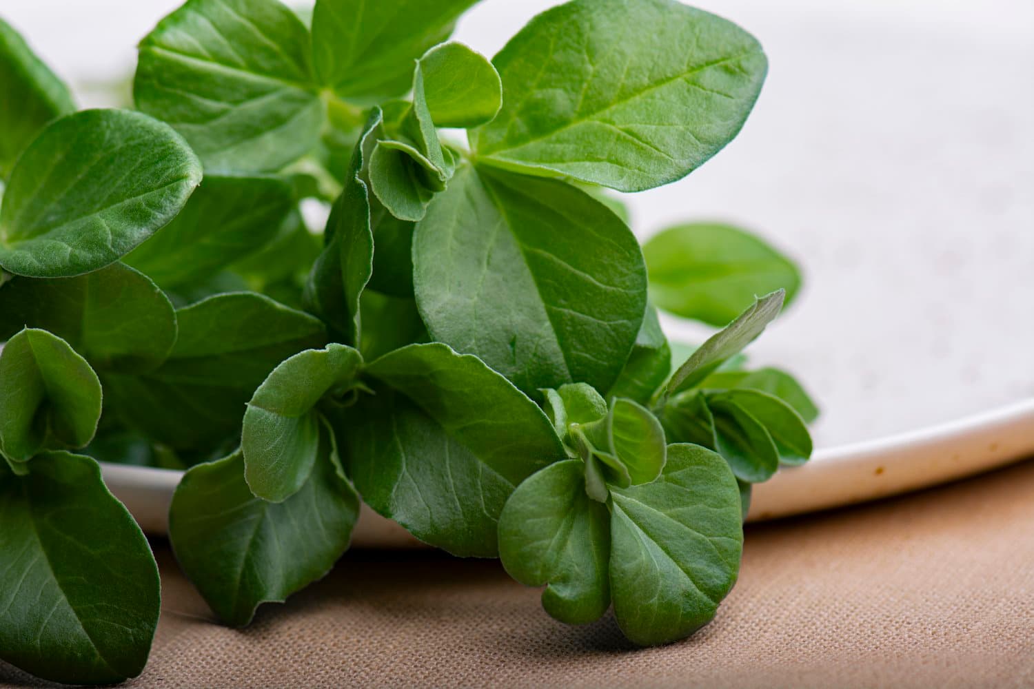 Fava microgreens grown by Strathcona Microgreens in Edmonton