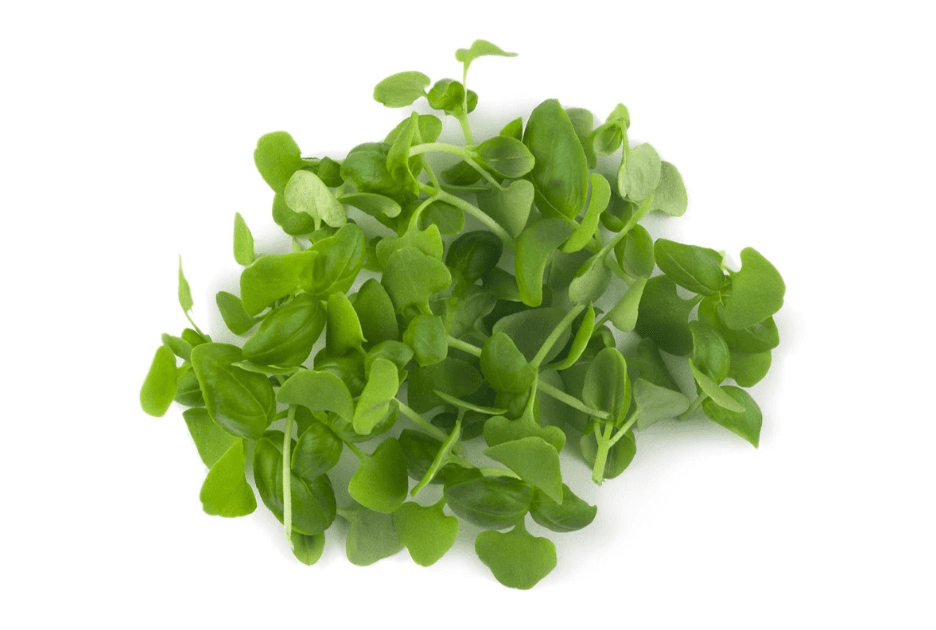 Genovese Basil specialty herbs grown by Strathcona Microgreens in Edmonton