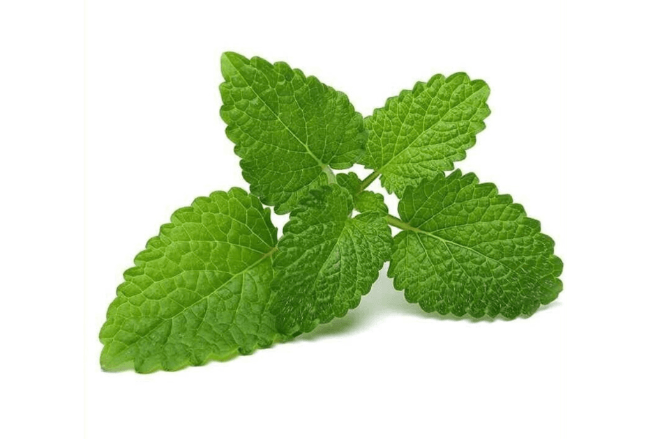Lemon Balm specialty herbs grown by Strathcona Microgreens in Edmonton