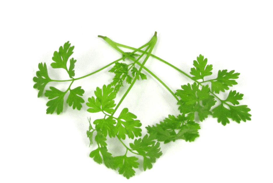 Micro Chervil specialty herbs grown by Strathcona Microgreens in Edmonton