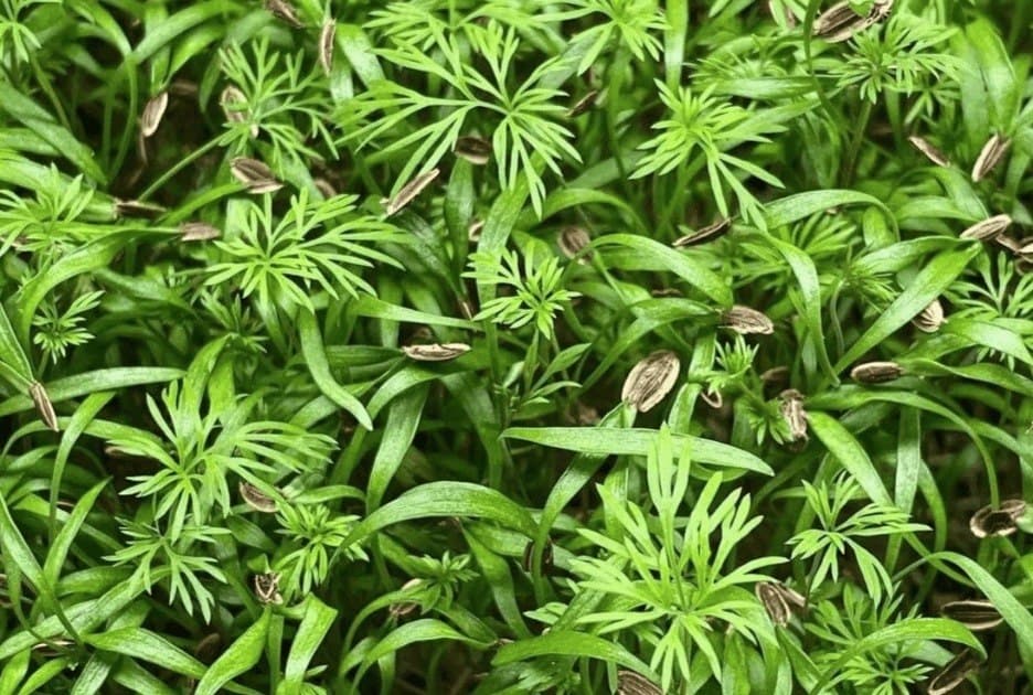 Micro Dill specialty herbs grown by Strathcona Microgreens in Edmonton