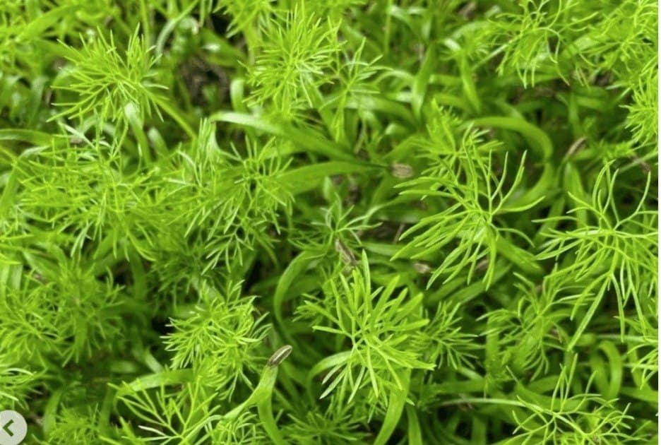 Micro Fennel specialty herbs grown by Strathcona Microgreens in Edmonton