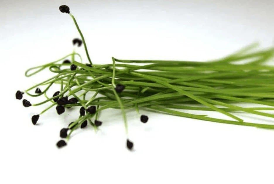 Micro Leeks specialty herbs grown by Strathcona Microgreens in Edmonton