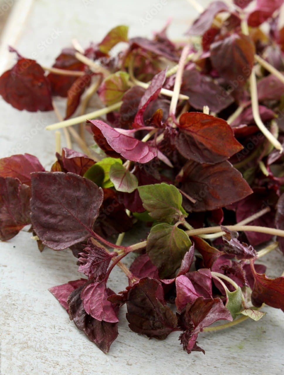 Mixed Shiso specialty herbs grown by Strathcona Microgreens in Edmonton