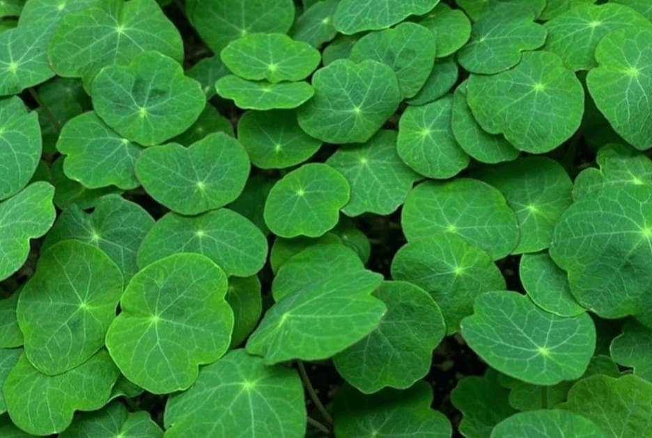 Nasturtium specialty herbs grown by Strathcona Microgreens in Edmonton