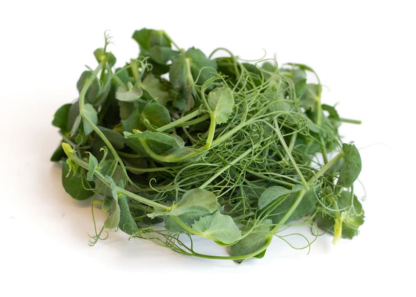 Pea Tendrils specialty herbs grown by Strathcona Microgreens in Edmonton
