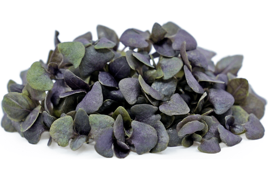 Purple Basil specialty herbs grown by Strathcona Microgreens in Edmonton