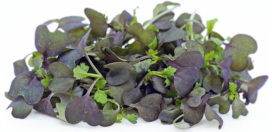 Red Mizuna Mustard specialty herbs grown by Strathcona Microgreens in Edmonton
